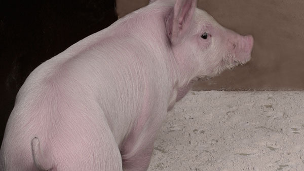 Durchfallerkrankungen reduzieren